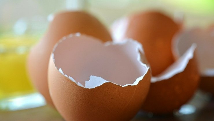 Egg shells in plants