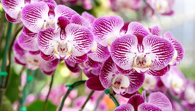 Orchid