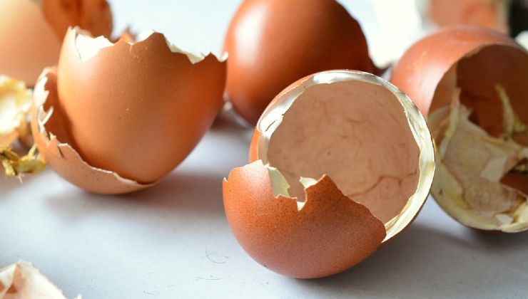 Egg shells